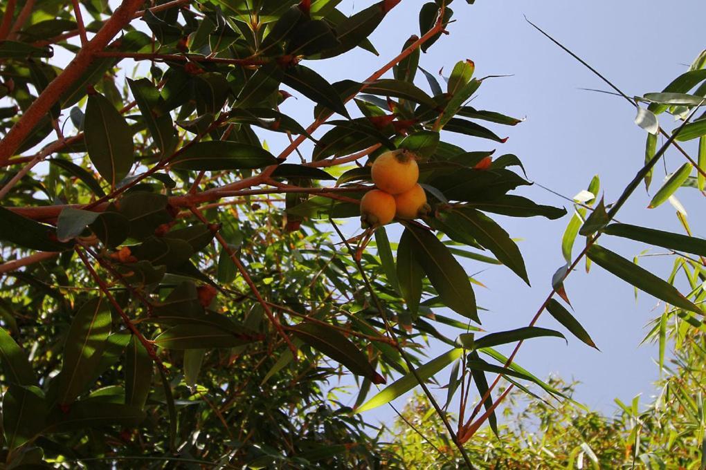 Casa Rural Los Aromos - Wunderschones Landhaus Mit Meerblick 헤르미가 외부 사진